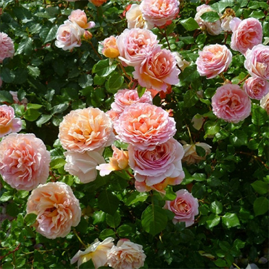 Парковая Роза Фото